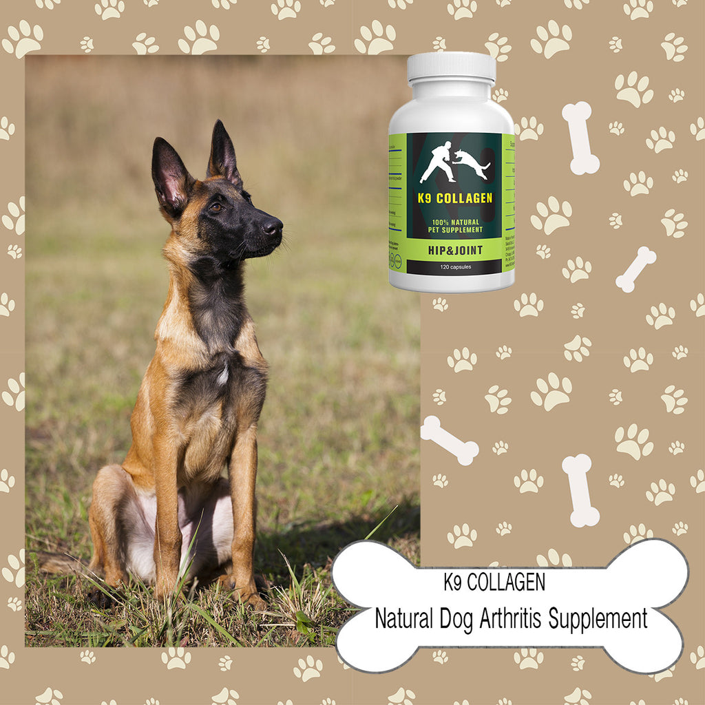 Joint Treats for Dogs- A Perfect Blend of Health and Taste for Your Canine Friend
